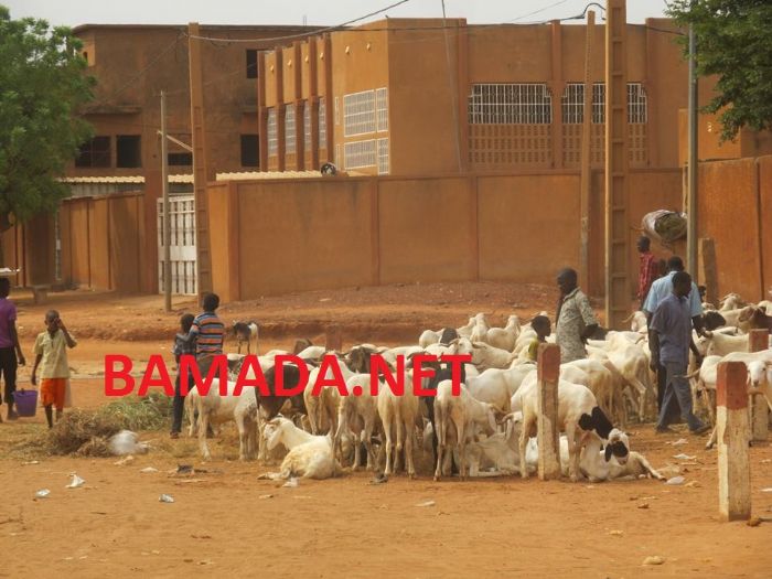 Koutiala: hausse du prix du mouton - Bamada.net