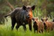 Nudist gives chase as brazen boar nabs laptop – The Citizen