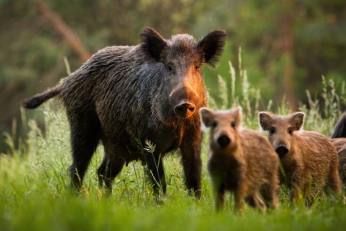 Nudist gives chase as brazen boar nabs laptop – The Citizen