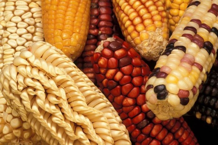 Burundi Eco Interdiction de l’importation de la farine de maïs : Les consommateurs craignent une hausse du prix de ce produit - Burundi Eco
