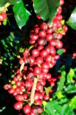 Burundi Eco Deux ans après la nationalisation de la filière café, quel bilan ? - Burundi Eco