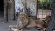 un lion échappé du parc national de Nairobi sème la panique - Corbeau News Centrafrique ou si b il LPP