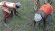 Agriculture – Ghana : la Bad mobilise un milliard de FCFA pour l’accès aux engrais - Ouestaf