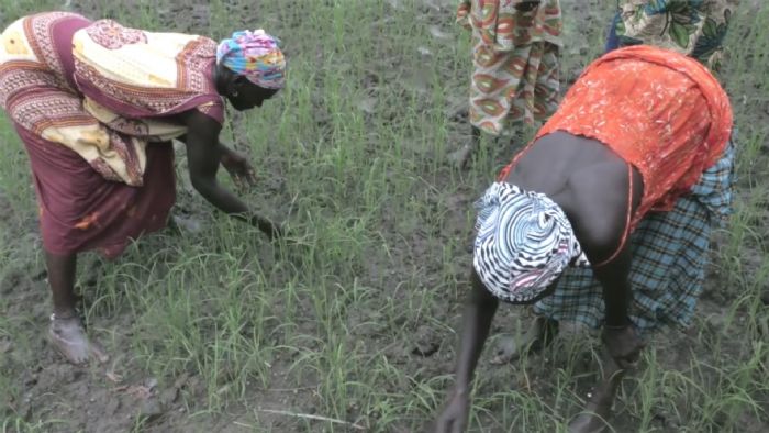Agriculture – Ghana : la Bad mobilise un milliard de FCFA pour l’accès aux engrais - Ouestaf
