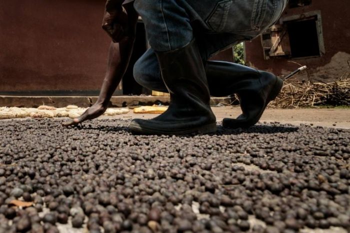 Ouganda: une mouche au secours des agriculteurs touchés par la hausse des prix des engrais