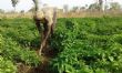 Un projet de sécurité alimentaire inclusive lancé dans les Savanes et la Kara - Site officiel du Togo, République Togolaise