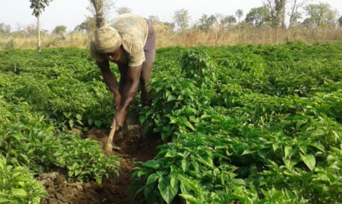 Un projet de sécurité alimentaire inclusive lancé dans les Savanes et la Kara - Site officiel du Togo, République Togolaise