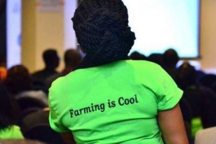En Afrique, environ 64% des jeunes agri-entrepreneurs ne reçoivent aucun soutien des gouvernements (rapport)
