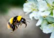 Bees get early wakeup call from warming climate - Dailynewsegypt