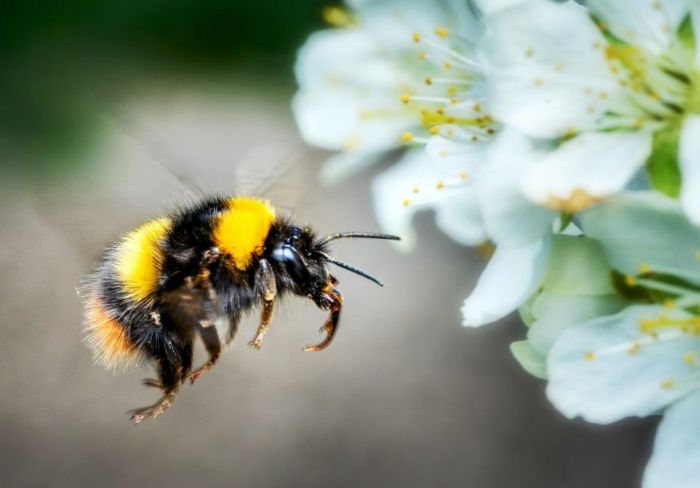 Bees get early wakeup call from warming climate - Dailynewsegypt