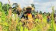 Charles Blé Goudé: Revenons à nos réalités, la récolte du riz en Côte d’Ivoire | Ivorian.Net: Presse et portail d'Informations générales