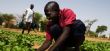 INTRANTS AGRICOLES : Le ministre de l’Agriculture prend langue avec les fournisseurs pour la réussite de la campagne agricole – Le Combat – Actualités Mali