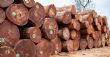 Secteur forestier : un nouveau projet dédié à la filière bois | adiac-congo.com : toute l'actualité du Bassin du Congo