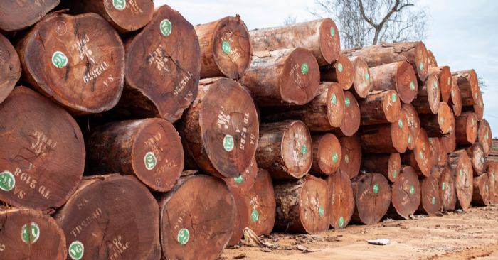 Secteur forestier : un nouveau projet dédié à la filière bois | adiac-congo.com : toute l'actualité du Bassin du Congo