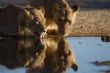 Kruger Untamed: Luxury Safaris with a Light Footprint in the Heart of Lion Country - iAfrica