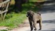 Baboon spotted and captured in Cape Town's Atlantic Seaboard