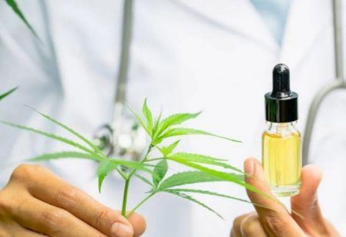 Cannabis légal : pari réussi pour le Maroc 
