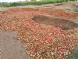 MARAICHAGE: La pratique séculaire de la culture irrigée de tomate dans les massifs de l’Aïr – Le Canard Déchaîné Niger