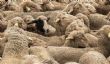 Le Maroc importe des moutons d'Australie en préparation de l'Aid Al -Adha - Maroc-Actu