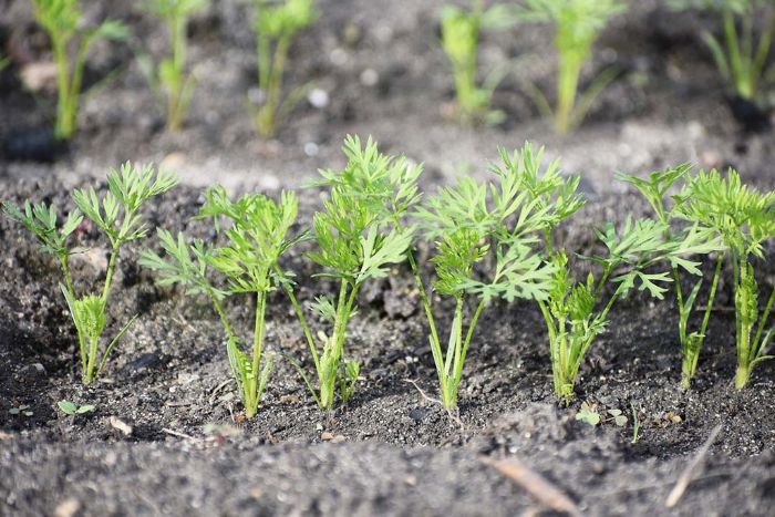 Cameroun : Quelle quantité de semences de carottes pour un hectare ?