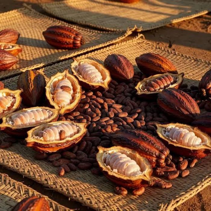 Cacao : quatre pays africains créent une alliance  à Abuja