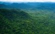 Gabon : les forêts communautaires au défi de la transparence