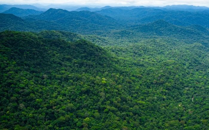 Gabon : les forêts communautaires au défi de la transparence