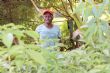 Segbnonma Nikiéma, des forêts ivoiriennes aux pépinières de Ouagadougou