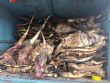 Koupéla : le commerce des pattes et peaux de bœufs frappé par l’insécurité