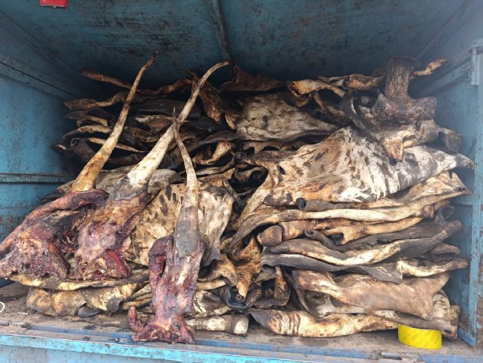 Koupéla : le commerce des pattes et peaux de bœufs frappé par l’insécurité