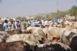 Du pâturage aux étals, le parcours difficile de la viande au Mali