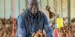 Gabon : Le pays entre dans la phase de vérité avant l’interdiction du poulet importé