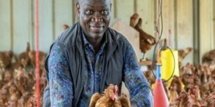 Gabon : Le pays entre dans la phase de vérité avant l’interdiction du poulet importé