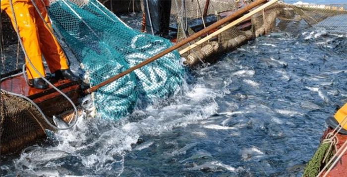 Pêche : 7,44 milliards DH de produits commercialisés à fin août 2026