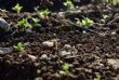 La santé des sols, nouveau front de la souveraineté alimentaire africaine