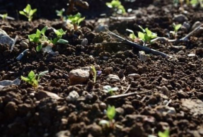 La santé des sols, nouveau front de la souveraineté alimentaire africaine