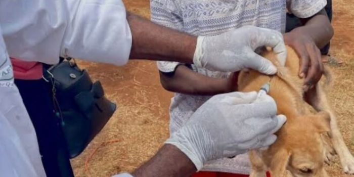 JOURNÉE MONDIALE DE LUTTE CONTRE LA RAGE : la CEDEAO appelle à une action collective pour éliminer les décès humains dus à la rage