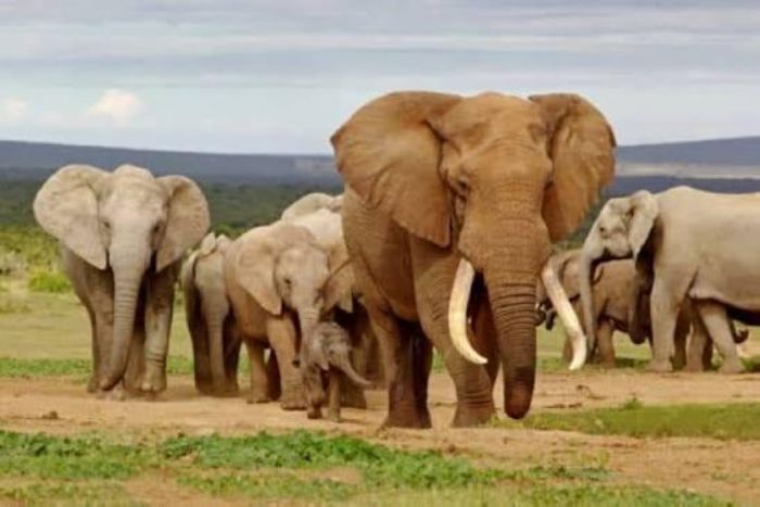 Éléphants en divagation : un jeune grièvement blessé à Badikaha
