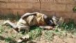 Santé mentale au Tchad : entre besoins de prise en charge et manque de données