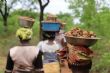 Côte d’Ivoire : le FIRCA veut développer les plantations de karité