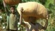 Cacao : 3 460 ménages suivis contre le travail des enfants