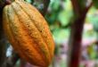 Cacao ivoirien : il était une fois la crise...