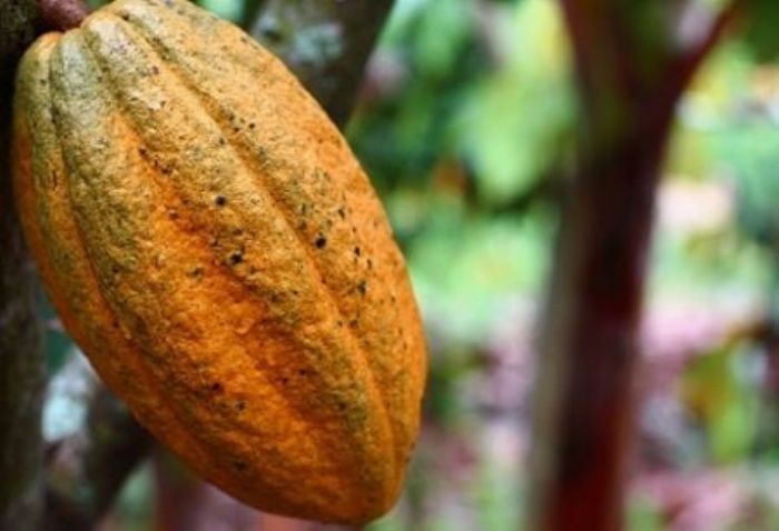 Cacao ivoirien : il était une fois la crise...