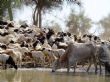 Mali : des troupeaux décimés, FAMa et Africa Corps accusés