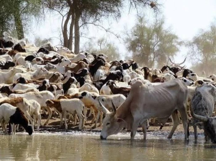 Mali : des troupeaux décimés, FAMa et Africa Corps accusés