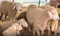 Aïd al-Adha: Mercredi, jeudi et vendredi prochains chômés et payés