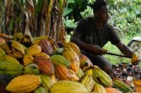 En Côte d’Ivoire, la productivité comme levier de croissance des revenus de la filière cacao