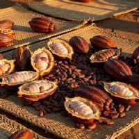 Cacao : quatre pays africains créent une alliance  à Abuja