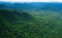 Gabon : les forêts communautaires au défi de la transparence