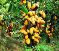 Côte d'Ivoire : la transformation locale du cacao s 'accélère